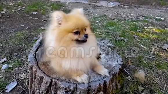 PuppyPomeranian躺在树桩上视频的预览图