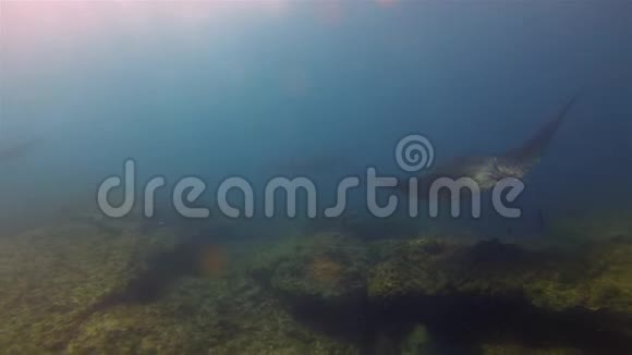 和平曼塔雷斯集团曼塔斯在落基珊瑚礁清洁站徘徊视频的预览图