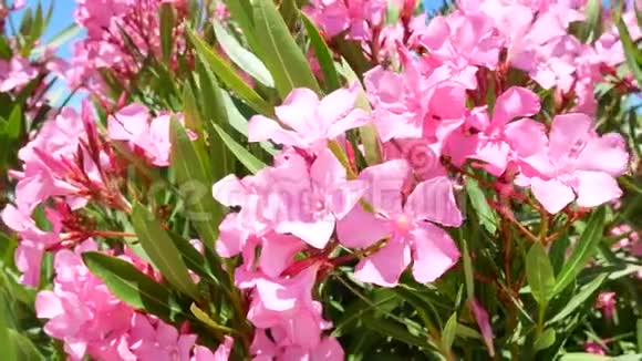 粉红的花朵迎风招展视频的预览图