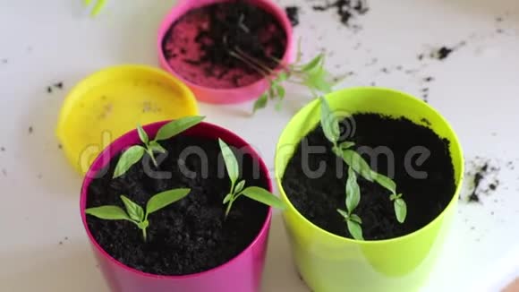 女人和幼苗一起工作桌子上放着有芽的罐子移植辣椒苗视频的预览图