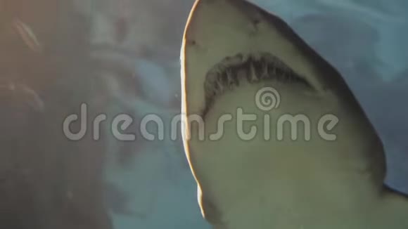 鲨鱼在热带水域游泳鲨鱼在海洋馆水下游泳水下海洋生物和野生动物视频的预览图