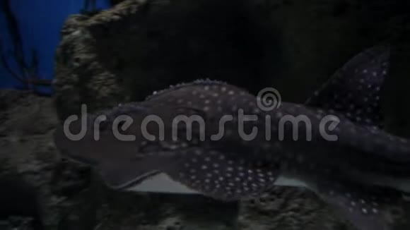 海洋中的奇异鱼类神奇的珊瑚海底视频的预览图
