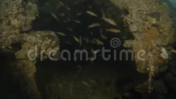 人触海植物视频的预览图