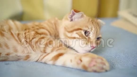 橙色生姜苏格兰褶皱小猫舔爪子躺在蓝色毯子上特写视频的预览图