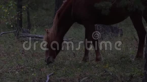 在秋天的一天成群的马在树林旁边的空地上放牧牧场视频的预览图