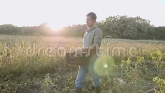 农民在田里扛着装有红薯的箱子视频的预览图