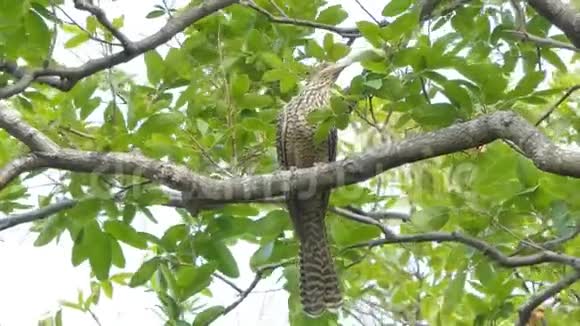 热带雨林中的西部Koel鸟视频的预览图
