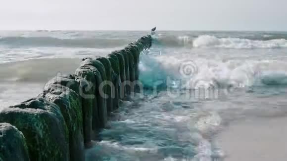 美丽的海景海岸线附近海浪中的防波堤上的大鸟视频的预览图