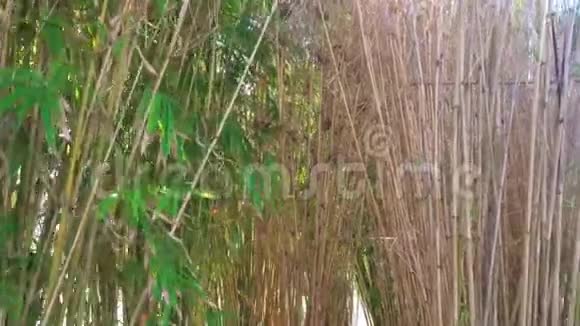 阳光透过竹叶照进竹林视频的预览图