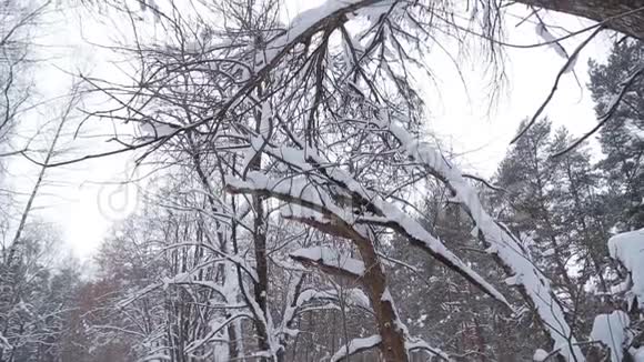 公园里冬天有雪覆盖的树枝视频的预览图