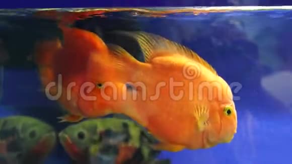 两条金鱼大型水族馆鱼视频的预览图
