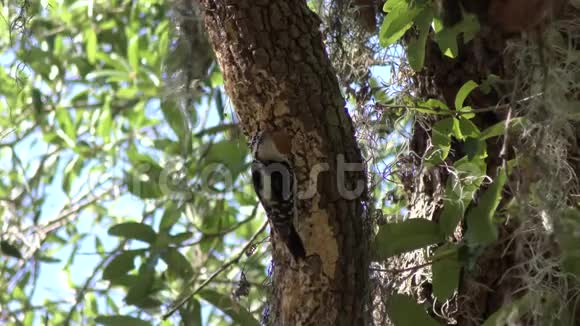 矮矮的啄木鸟雄性在树上视频的预览图