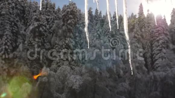 针叶林背景上阳光下的大冰柱视频的预览图