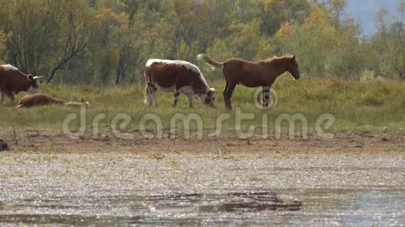 奶牛和一匹马在背景上与树木和山脉一起放牧视频的预览图