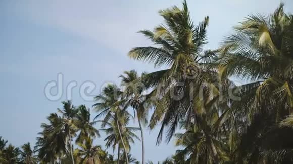 在异国海滩度假胜地阳光明媚的一天晴朗的蓝天上拍摄了宁静的椰子棕榈树视频的预览图