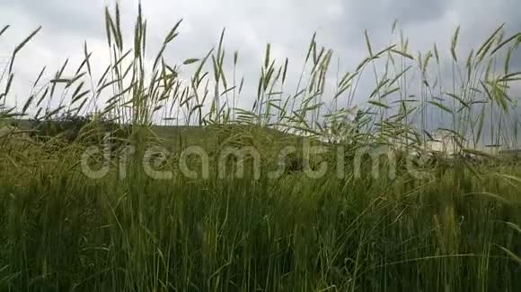 在麦田里绿色的麦穗从柔和的风中悄悄地移动视频的预览图