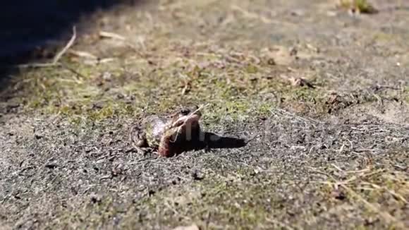 春天草地上的青蛙视频的预览图