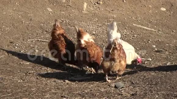 农场里的鸡和公鸡视频的预览图