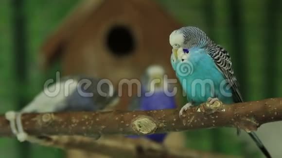 蓝色鹦鹉在树枝上视频的预览图