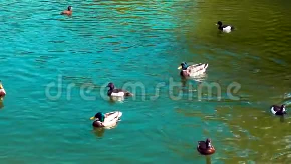 鸭子在池塘里游泳视频的预览图