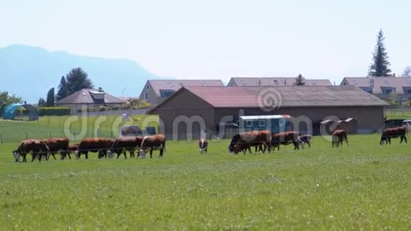 瑞士阿尔卑斯山的背景下奶牛在农场附近的草地上放牧视频的预览图