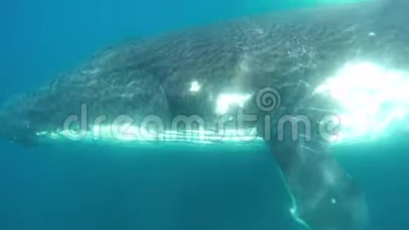 鲸在水下视频的预览图