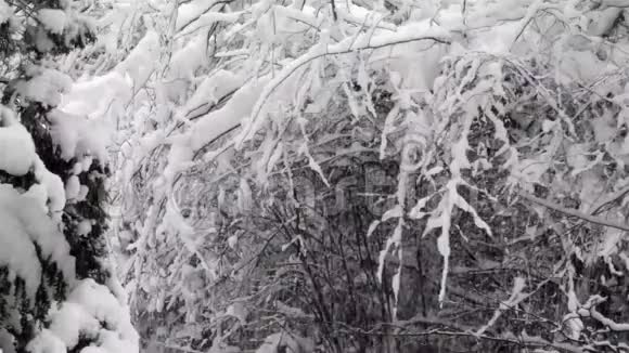大雪落在白色的树枝上视频的预览图