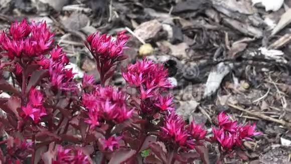 一朵花上的大黄蜂视频的预览图