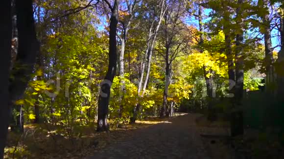 秋天的叶子在缓慢地飘落五彩缤纷的秋天视频的预览图