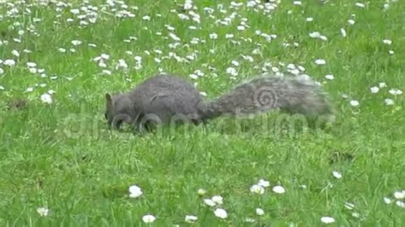 一只明亮可爱的灰松鼠在雏菊花的绿草地上走来走去2019年视频的预览图