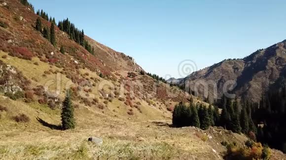 山中秋景雪山黄绿色的草地橙红色的灌木和绿色的针叶树视频的预览图