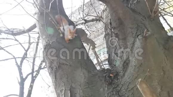 欧亚红小松鼠在树上晒太阳视频的预览图