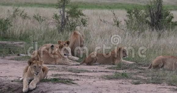 非洲狮子美洲狮母狮和幼崽肯尼亚内罗毕公园实时视频的预览图