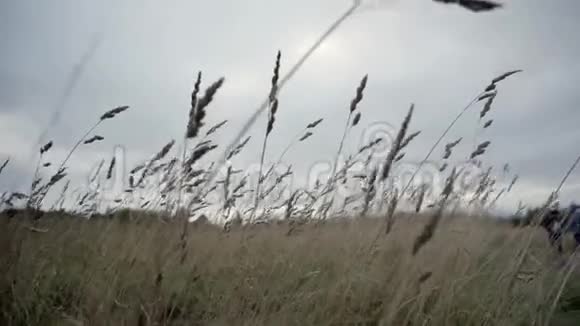 在草地上的低平镜头中视频的预览图