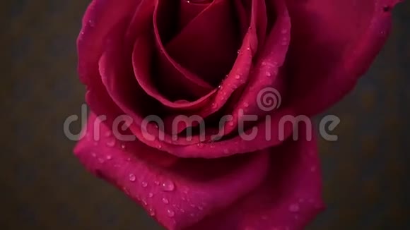 粉红色的大玫瑰视频的预览图