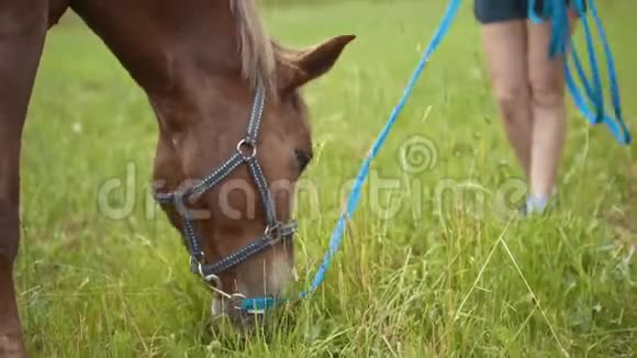 棕色的马吃草在农村散步女人看着他们视频的预览图