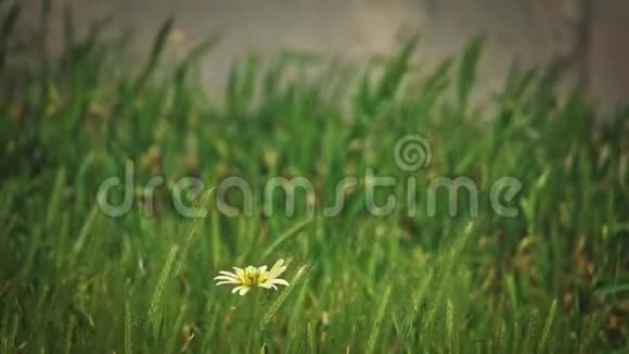 寂寞的黄花随风在草地上飞舞视频的预览图