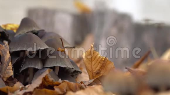 蘑菇生长在秋叶中有毒的蘑菇视频的预览图