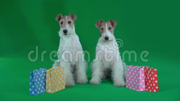 两只狐狸猎犬站在礼品袋附近绿色屏幕视频的预览图