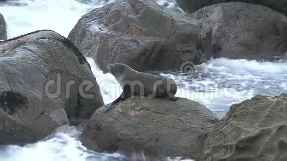在新西兰的岩石上的海豹视频的预览图