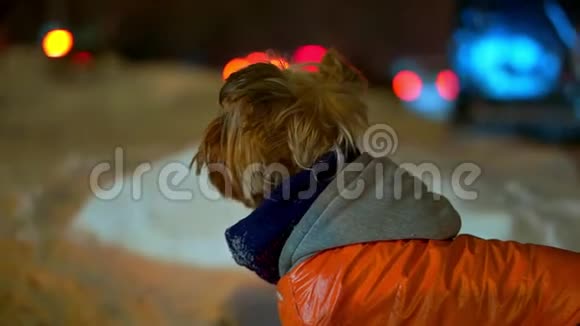 约克郡的猎犬穿着橙色羽绒服晚上在一条下雪的城市街道上迷路了他找到了主人然后叫了起来视频的预览图