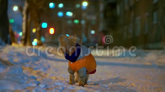 约克郡猎犬穿着橙色羽绒服晚上站在雪城的街道上他找到了主人和快乐的奔跑视频的预览图