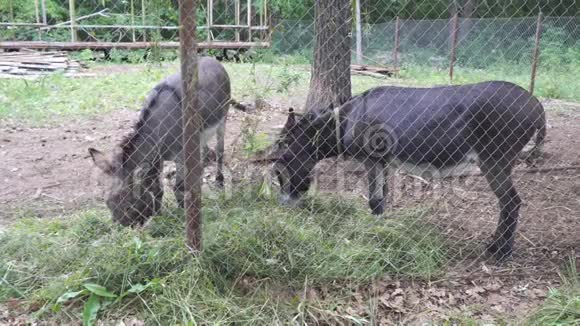 两头驴吃新鲜的干草视频的预览图