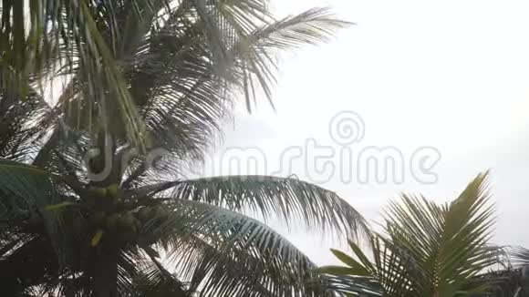美丽的低角度特写背景拍摄的大椰子在郁郁葱葱的棕榈树吹在阳光明媚的异国海滨度假胜地视频的预览图