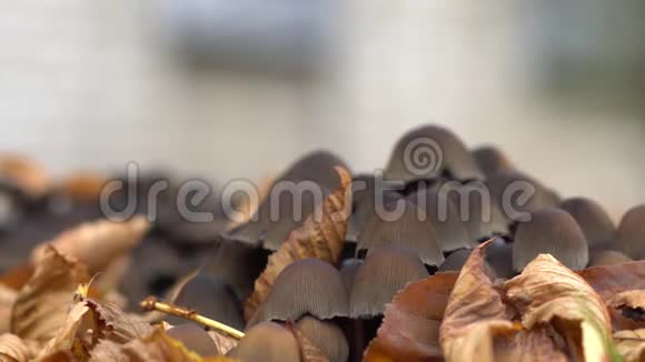 有毒的蘑菇蘑菇生长在秋叶中视频的预览图