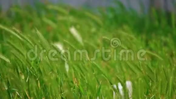 许多野草的小穗在风中飞舞视频的预览图