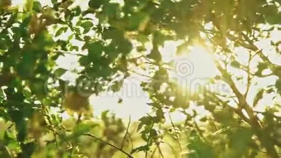 太阳在榆树上闪烁树枝在斜射视频的预览图