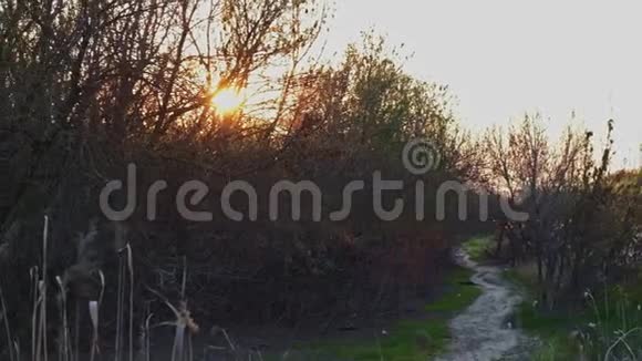 林地区日落前景为干芦苇蒸汽背景为窗格视频的预览图