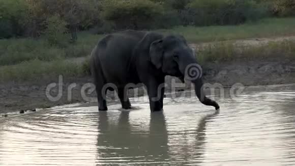 斯里兰卡湖的大象饮料视频的预览图