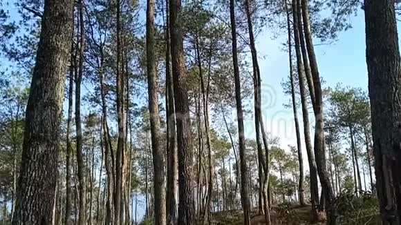 山上松树林的山峦优美的自然景观视频的预览图